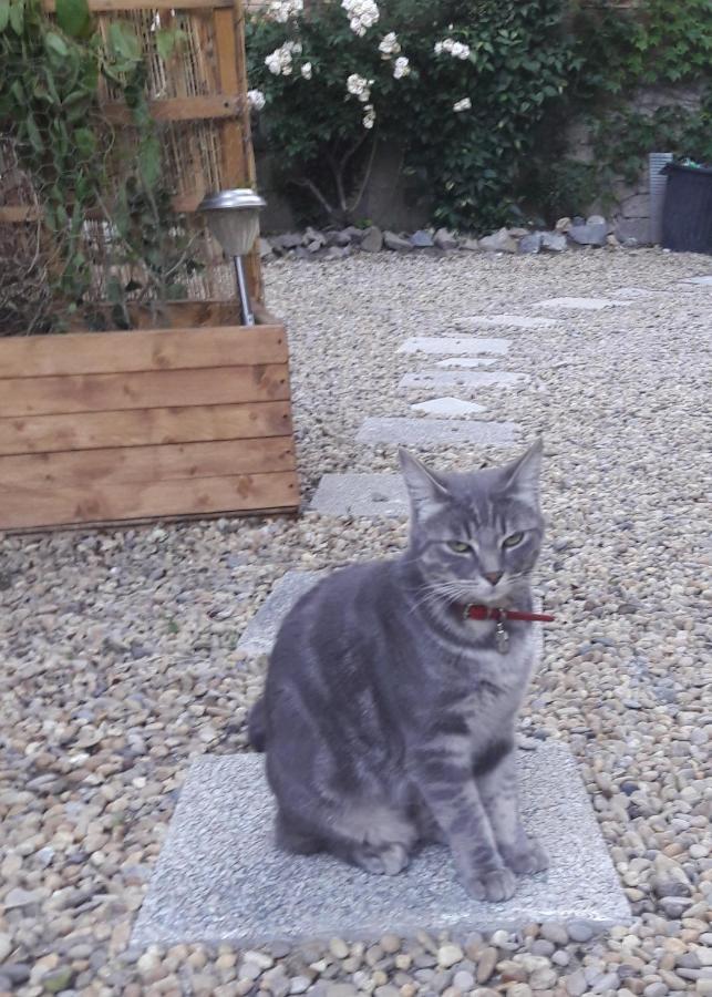 Le Jardin De Mimi Daire Lézignan-Corbières Dış mekan fotoğraf