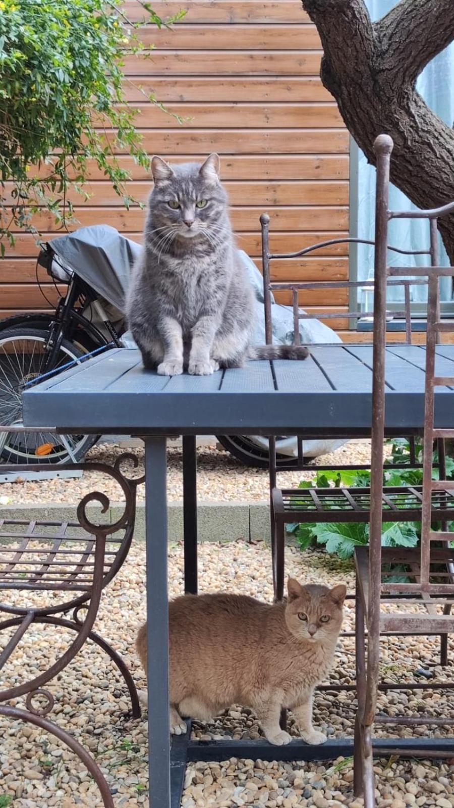 Le Jardin De Mimi Daire Lézignan-Corbières Dış mekan fotoğraf
